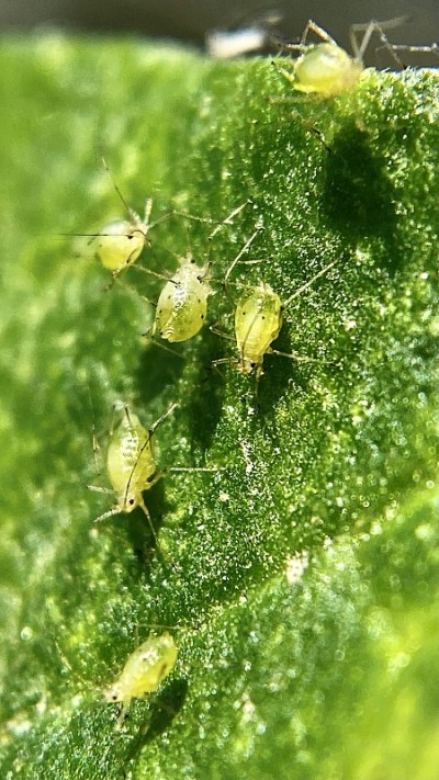 黄瓜叶上的绿色蚜虫-特写/微距摄影/蚜虫总科