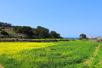 油菜花，田园，春天，山水，农作，田野，