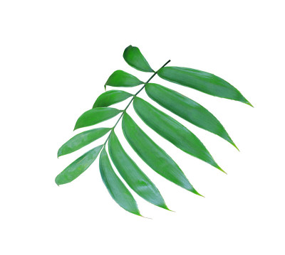 绿色棕榈叶孤立在白色背景上