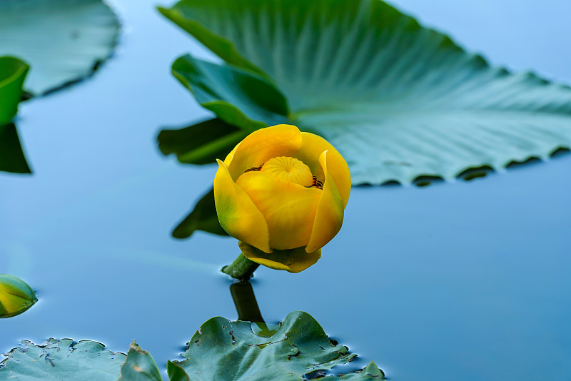 睡莲-一种黄色睡莲盛开在若虫湖，落基山国家公园，美国科罗拉多州。