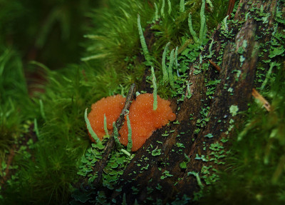 Pink fruit bodies of a slime mold Tubifera ferrugi