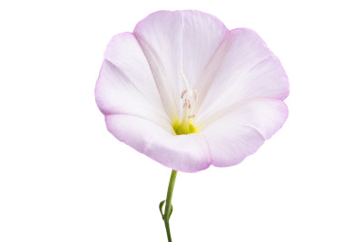 旋花类花孤立