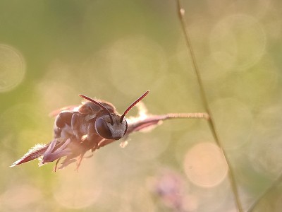 蜜蜂