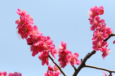 梅花