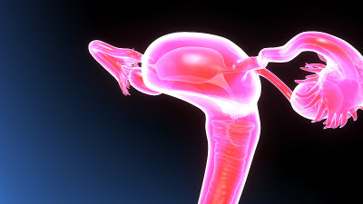 女性生殖系统解剖学的3D插图