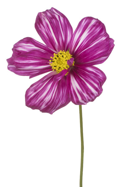 花孤立