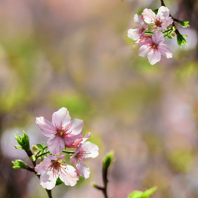 樱花、寺庙、蓝天