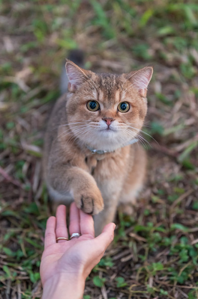 小猫伸出爪子与主人握手