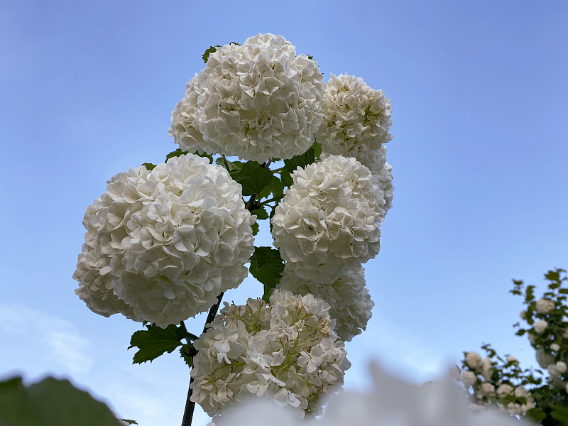 荚蒾属白色花，俗称蔷薇或雪球花。概念植物学，园艺，春天的时间