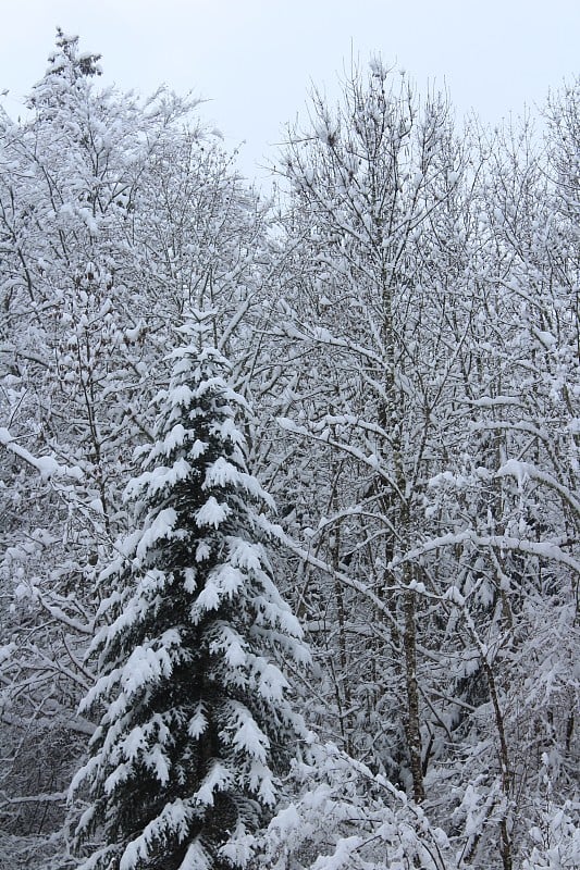 冷杉树下盖了一层雪