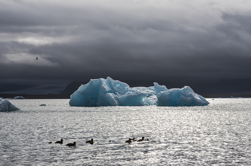 冰岛Jokulsarlon湖上的许多冰块和鸭子