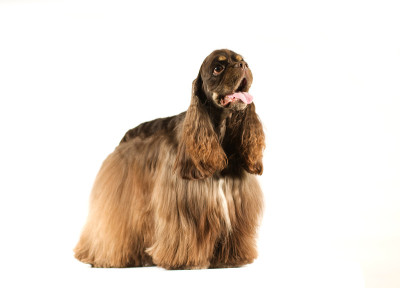 美国可卡犬肖像