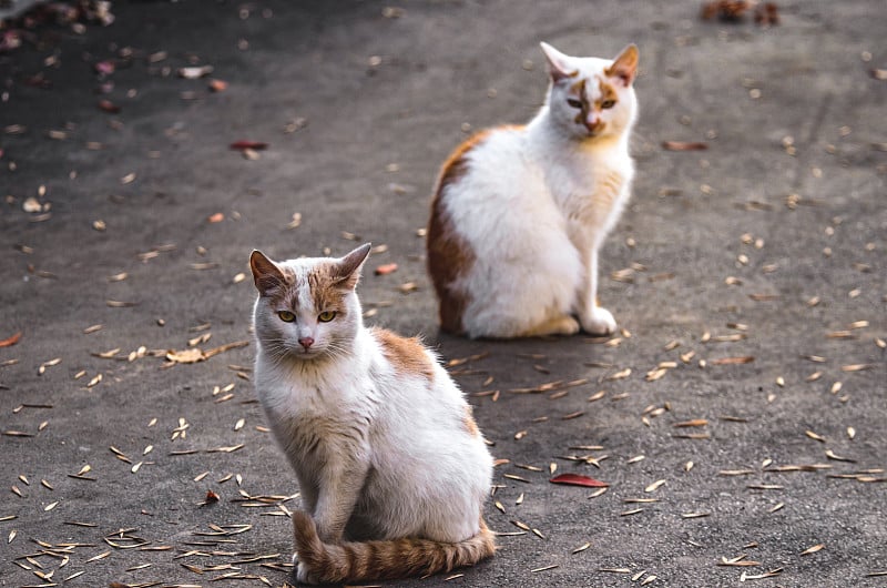 两只一模一样的猫正坐在铺满树叶的柏油路上