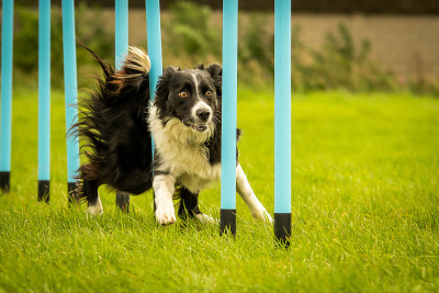 边境牧羊犬完成狗敏捷编织杆