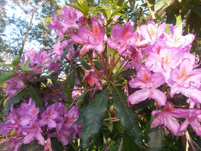 Rododendros