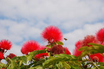 花