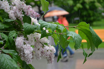 在雨天开花