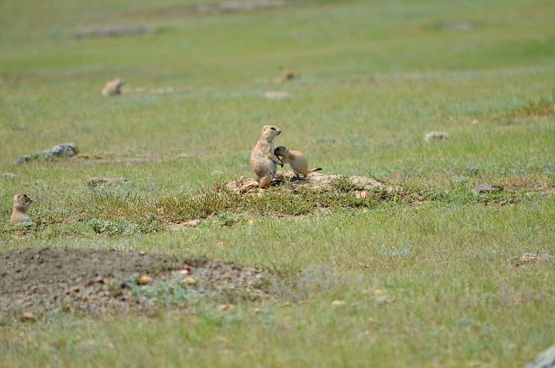 野生黑尾草原土拨鼠