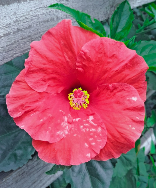 红色热带芙蓉或月季(芙蓉rosa sinensis)