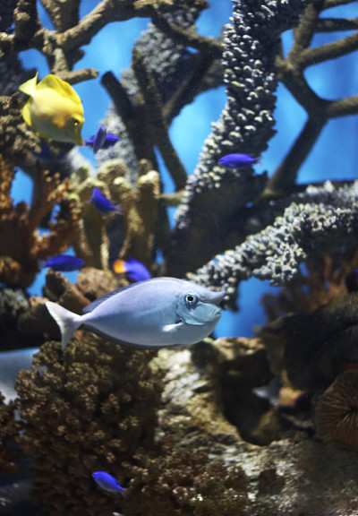 Unicornfish
