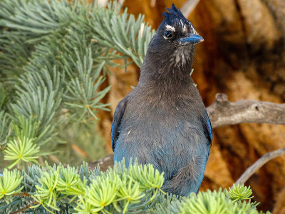 黑色和蓝色的鸟Steller's Jay Cyanocitta
