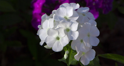 花坛上有花夹竹桃