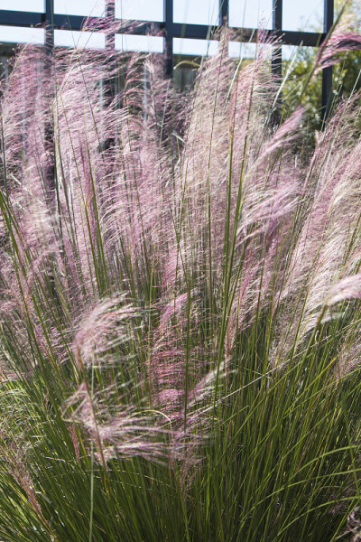 穆勒草(Muhlenbergia)