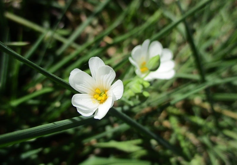 蝮蛇肉(Fr: Stellaire holostée) (Stellaria holostea)