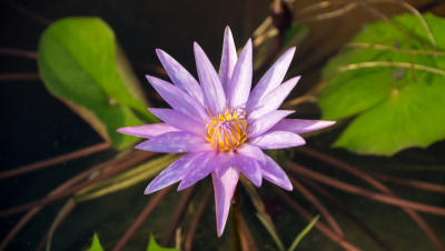 莲花