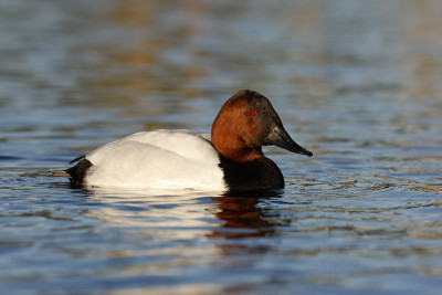 Canvasback, Aythya valisin野外