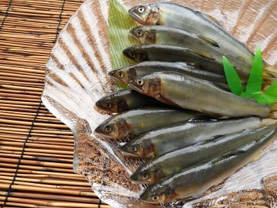 甜鱼7