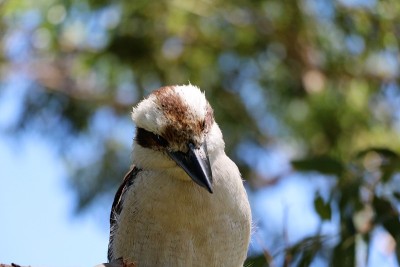 Kookaburra in Australia