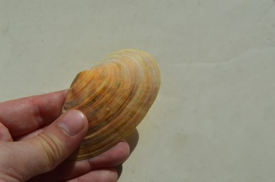 海洋的组成和海洋贝壳的特写