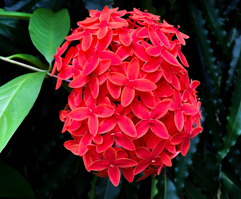 盛开的红色ixora