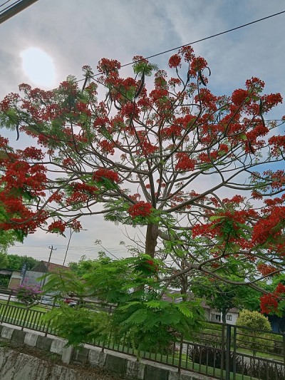 花园的花