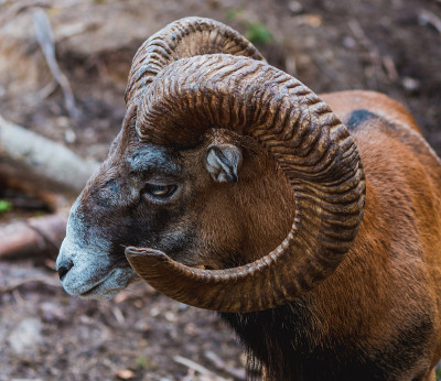 Mouflon (Ovis orientalis)特写照片