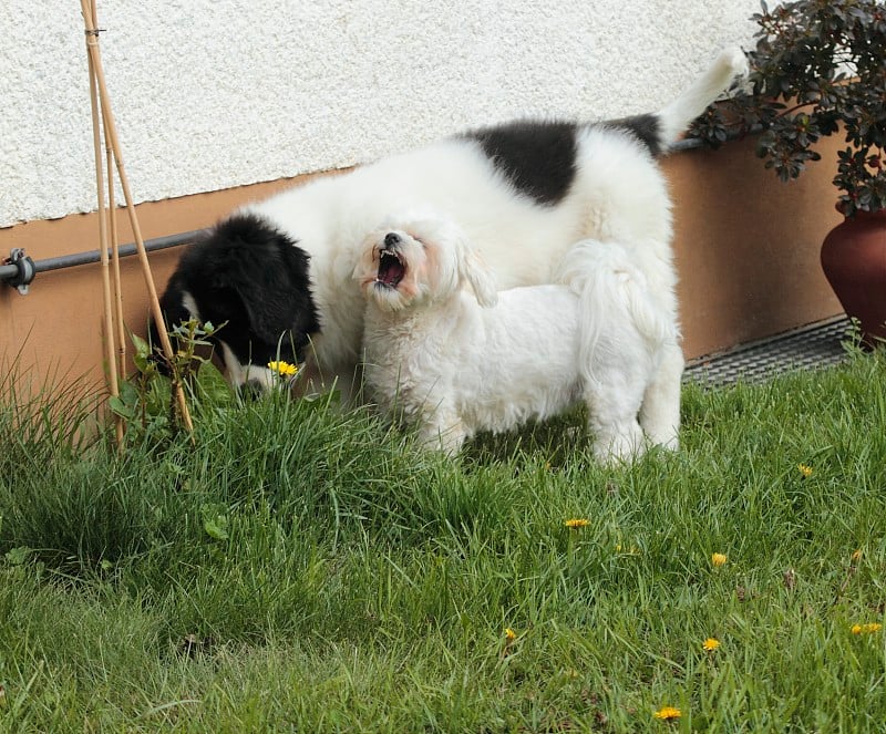 小兰瑟犬非常顽皮