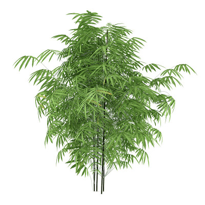 Plant bush isolated. Phyllostachys aurea