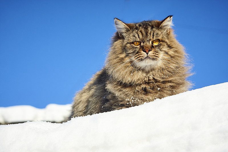 雄伟的西伯利亚猫在前面的雪山上观看