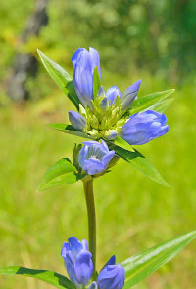 蓝色野花龙胆(龙胆)