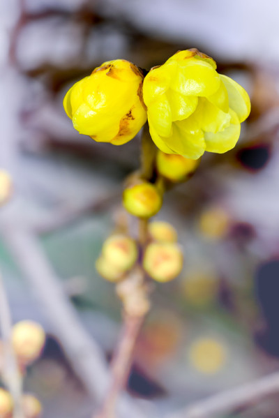 Chimonanthus praecox