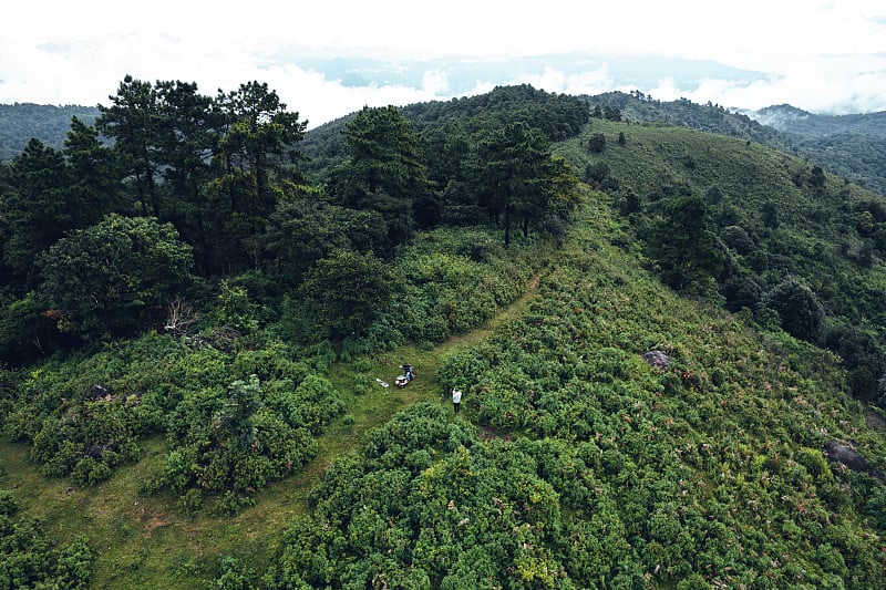 松林在清晨从山上俯瞰