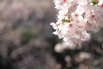樱花和日本横滨大冈河水面