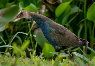 紫色Gallinule