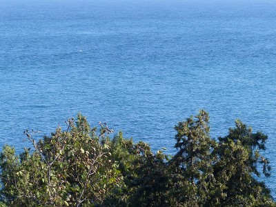 常青树的背景下是一片平静的大海，一片彻底的平静。公园的海景。在炎炎夏日漫步在阴凉的公园里。在克里米亚