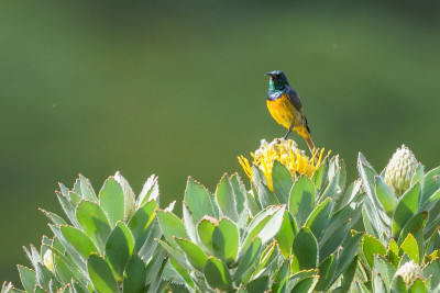 Orange-Breasted太阳鸟;在桌山观鸟