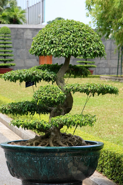 陶罐内天然绿树花草