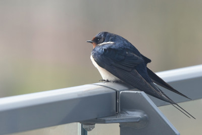家燕(Hirundo rustica)在向北迁徙时休息一下