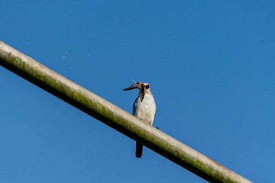 乌干达恩德培，林地翠鸟(Halcyon senegalensis)栖息在一根金属柱上，与虎蛾猎物在一