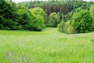 以草地、野花和森林为背景的德国南部乡村